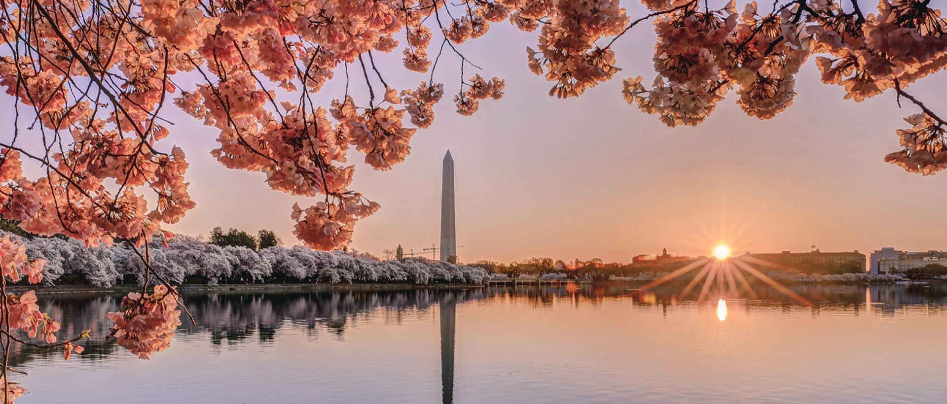Photo of Cherry Blossoms in Washington DC